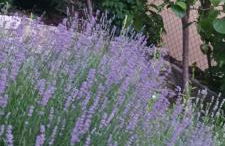 Seeblick und offener Kamin - Casa di Florian - Photo 4