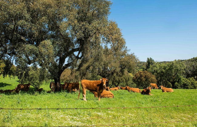 Wine Country Home in Alentejo - Foto 37