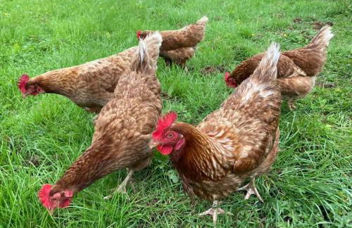 The Panthouse Lodge - Foto 13