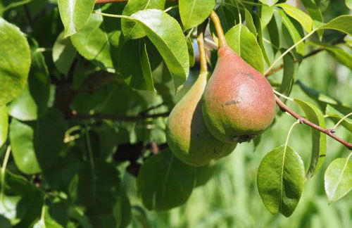 Agriturismo Fior di Maggio - Foto 24