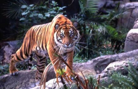 2 MI to USF + Long Term Stays allowed + Gym + Pool - Foto 71