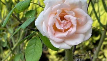 La Tenuta dei Fiori - Foto 3