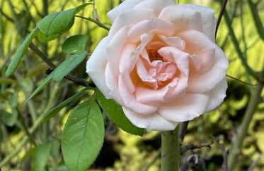 La Tenuta dei Fiori - Foto 3