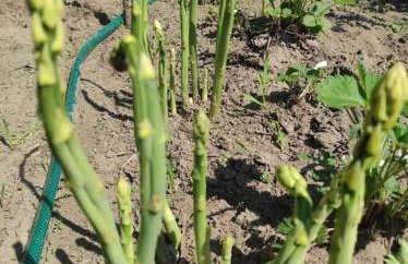 Komfortowy dom wakacyjny dla kilku rodzin - Foto 47