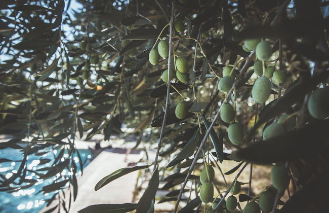 Case Vacanza Podere Risoino - Foto 94