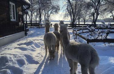 Gospodarstwo agroturystyczne alpaki Pituchówka - Foto 15