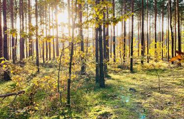 JURA DOM www SOKOLNICA PL - Foto 29