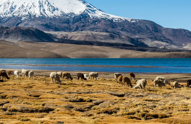 Excursión al lago Chungará - Foto 1