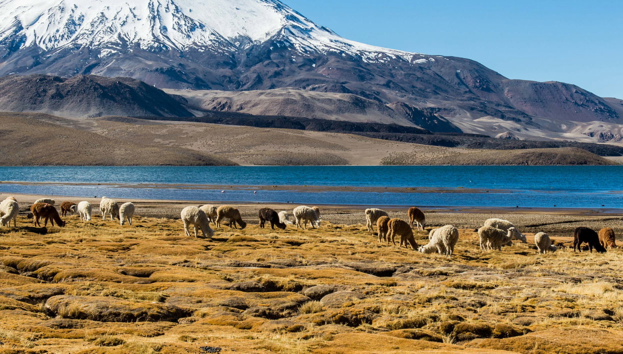 Lake Chungará Tour - Foto 1