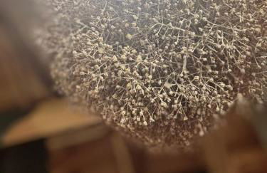 Woodhouse Xirolivado - Photo 18