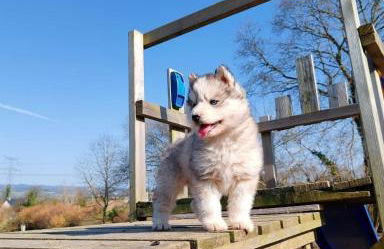 Le Ranch Normand - Foto 39