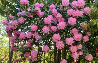 Ferienwohnung Kaminzimmer - Foto 14