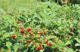 Czerwony Dworek 8 - Agroturystyka Karkonosze - Foto 15