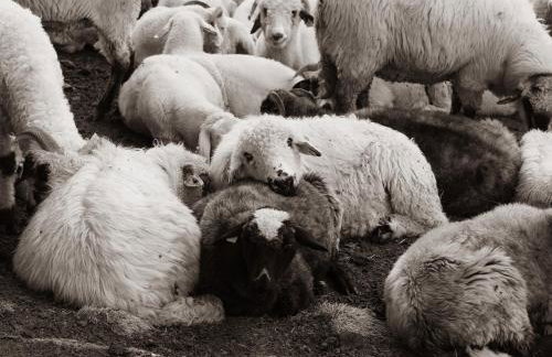 Owczarnia Tatry - Foto 77