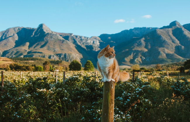 Wildebraam Berry Estate - Foto 1