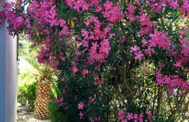 Apartment Lavanda - Photo 1