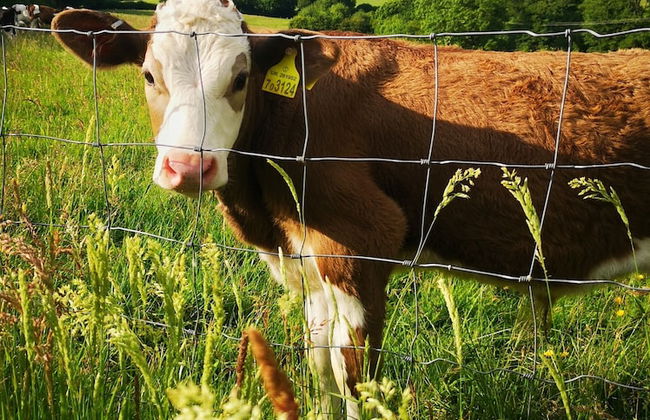 Vintage all Terrain Italian Army Truck - Foto 9