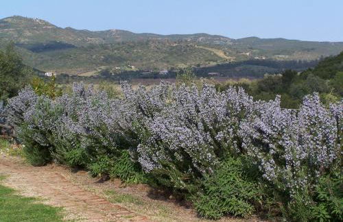 Nurazzolas - Foto 23