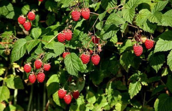 Agriturismo Le Reve - Foto 32