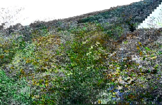 Dandyvillas Vintage Cottage House Argalasti Kallithea Pelion - Photo 44