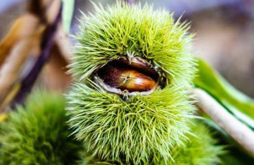 Agiasos House - Foto 14