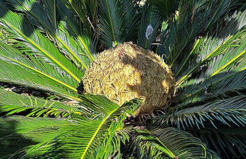 Lobo do Mar - Foto 19