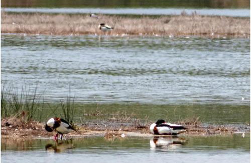 Zoi House by RentalsPro - Agios Mamas Halkidiki - Foto 19
