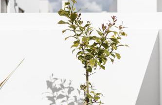 Villa Sal - Porto Covo - Foto 19