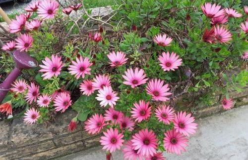 STATHI'S COTTAGE - Foto 26