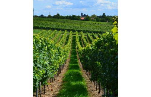 Pension Sonnenberg Comfortable holiday residence - Foto 49