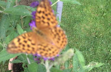 Ferienwohnung Kluge - Foto 32
