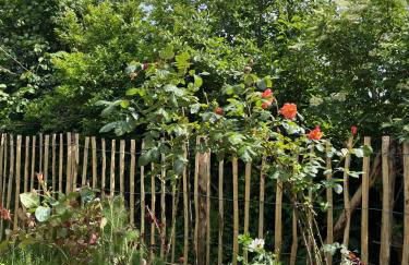 Ferienwohnung in Kronsgaard mit eingezäuntem Gartenbereich für Hunde - Foto 13