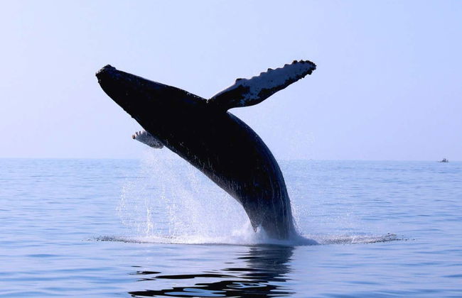 Ixtapa Zihuatanejo Whale Watching - Photo 7