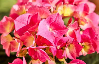 Watthüs Morsum mit Kamin und traumhaftem Garten - Foto 35