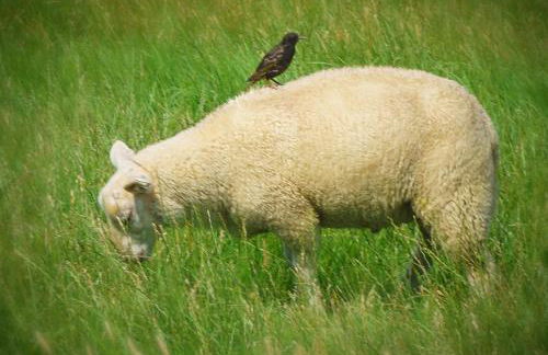 Ferienwohnung Zur Mühle - Foto 43