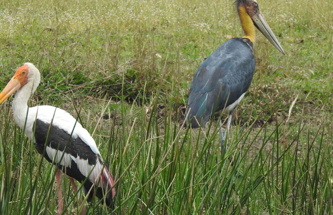 wilpattu Tree House - Foto 17