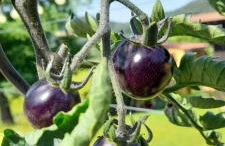 Ferienwohnung Eichkatzel - Foto 52