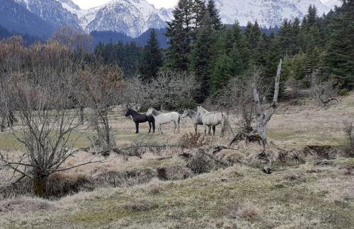 Villa Dremissa - Foto 58