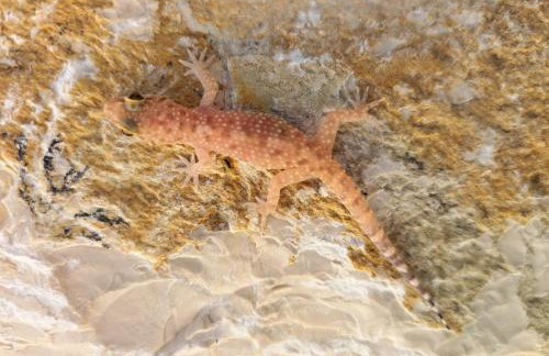 Ferienhaus Gecko - Foto 29