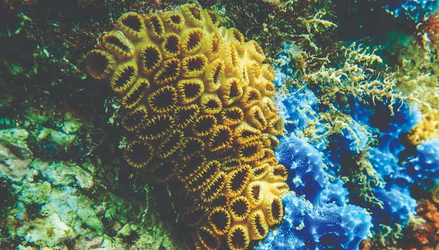 Le barriere coralline di Ilhabela