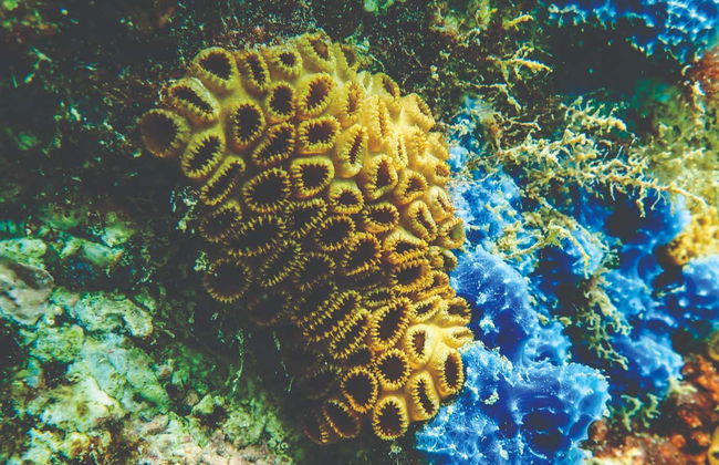 Diving at Ilhabela Shipwrecks - Photo 6