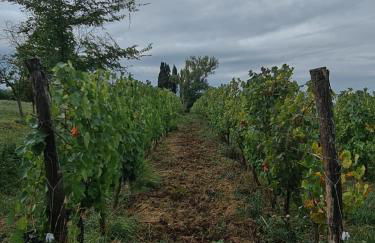 Podere Borgaruccio - Foto 10