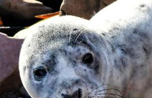 The Cottage By The Sea, Scotland - Photo 25