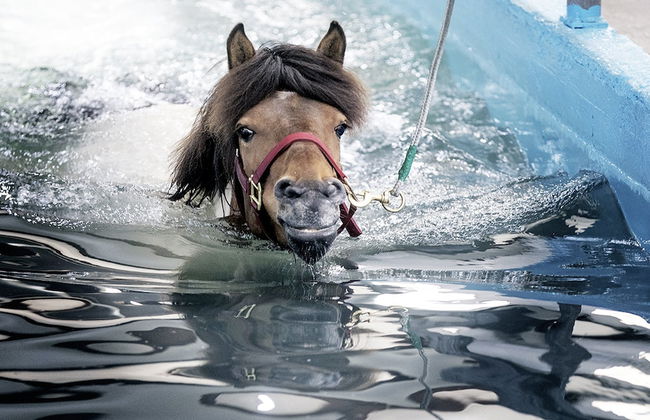 Askot Cottages - Foto 31