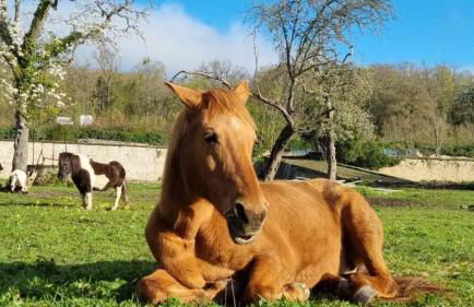 Appartement Vaux le Vicomte - Foto 18