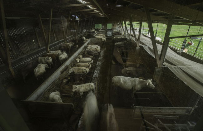 Steigmatt Bauernhof - Erlebnis - Foto 70