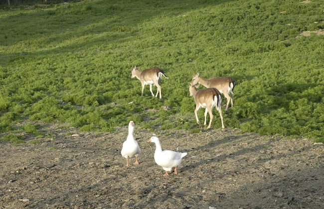 Il Daino Bianco Country Hotel - Foto 64