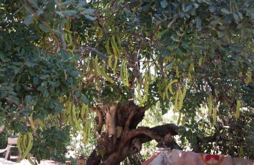 JB - Monte João Moleiro With Shared Pull - Photo 68