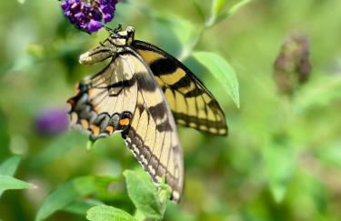 Modern 3-BR Townhome w Private Backyard Near RTP - Foto 70