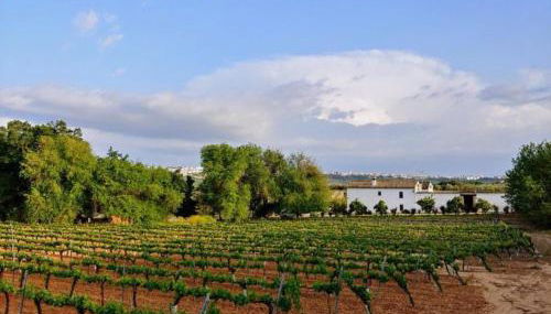 Bodega Boutique Finca Buytrón - Foto 2